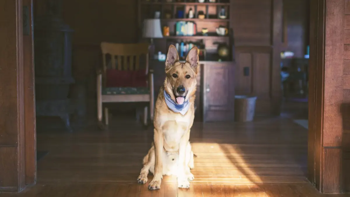 A dog sitting attentively near a bowl of plain popcorn on the living room floor