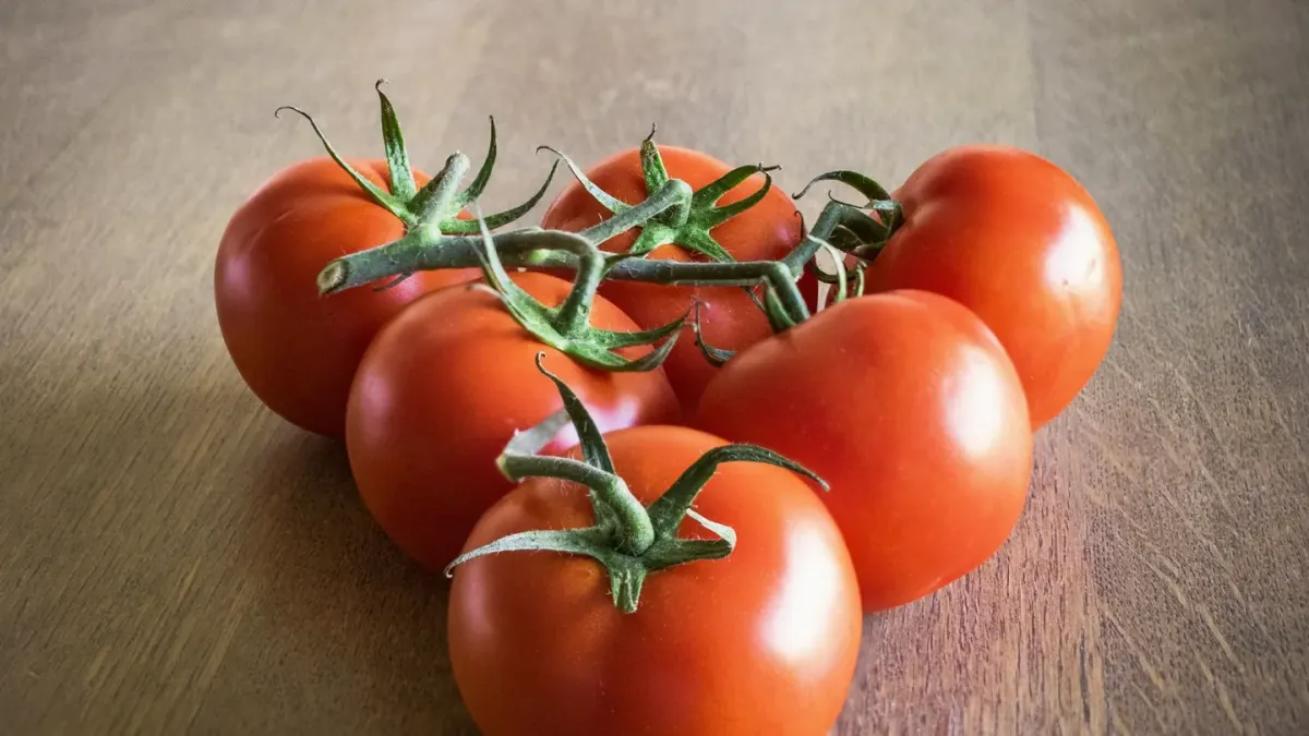 A dog sitting beside a backyard tomato vine with ripe red tomatoes hanging nearby