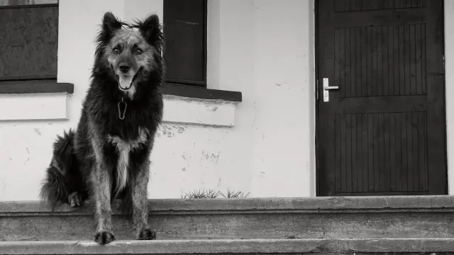 A dog sitting calmly by the front door as a pet sitter arrives with a leash