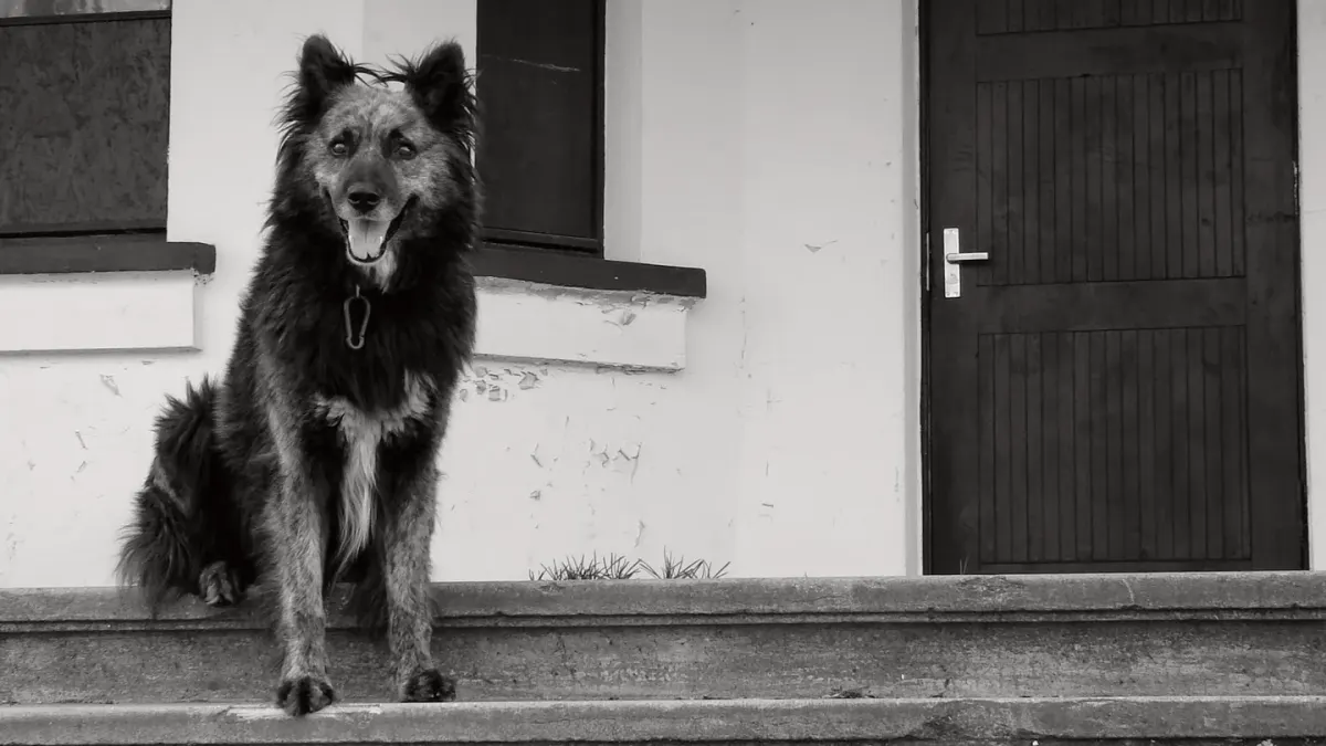 A dog sitting calmly by the front door as a pet sitter arrives with a leash