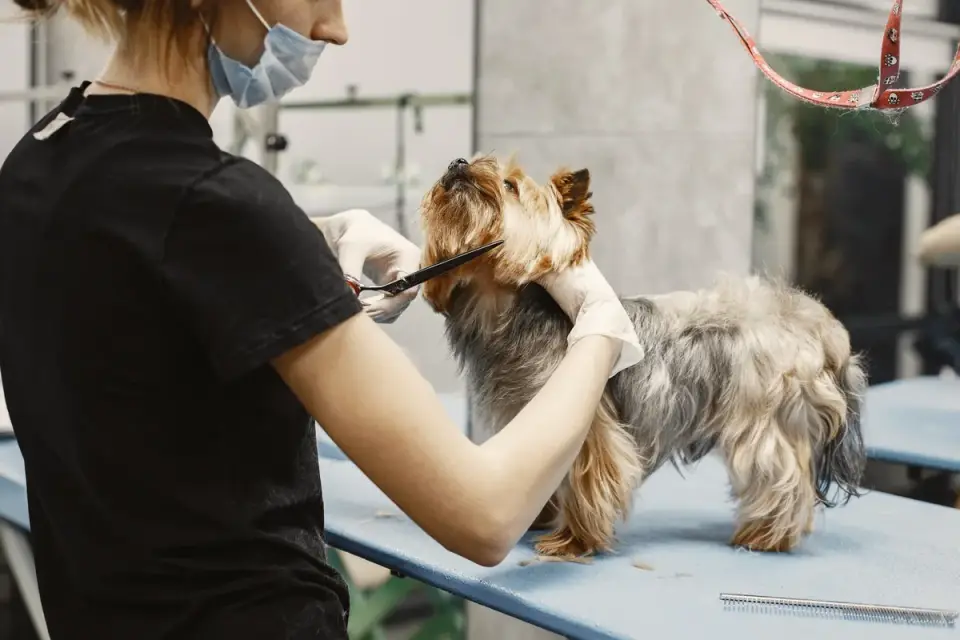 A dog sitting calmly while its facial hair is trimmed with grooming scissors