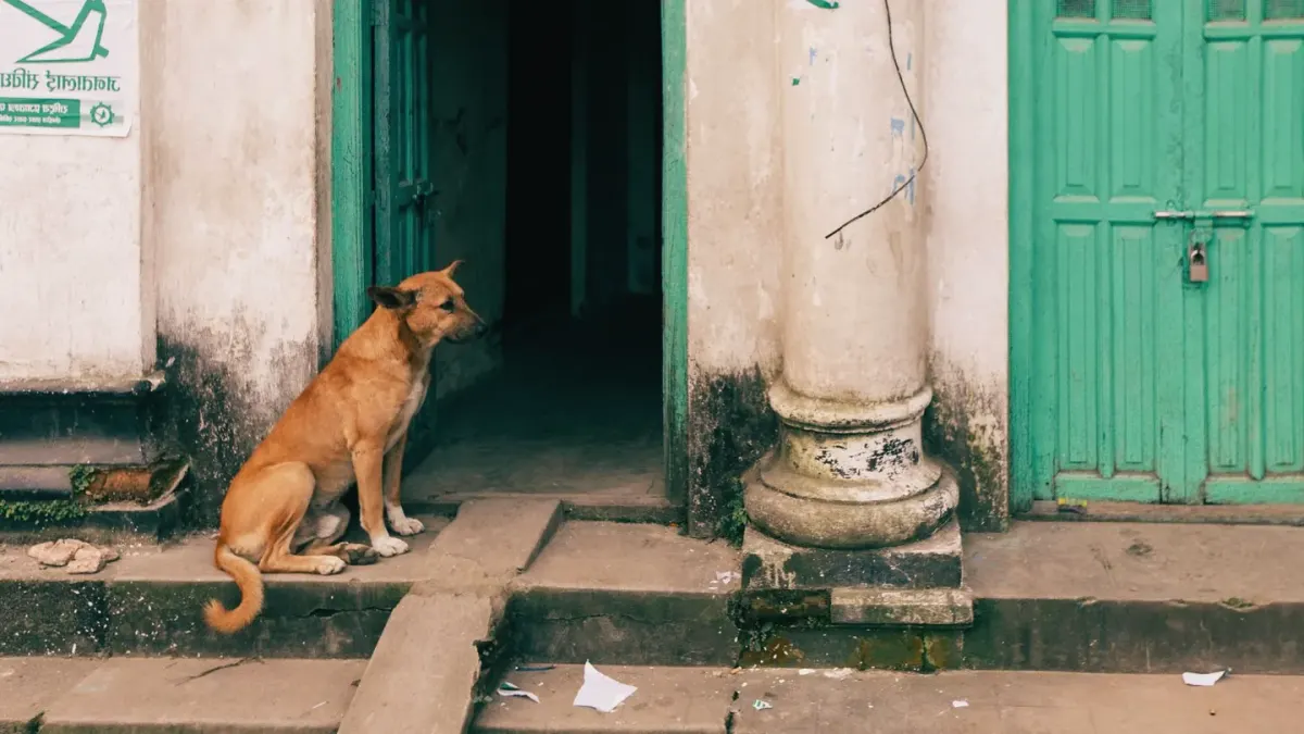 A dog sitting next to a packed suitcase by the front door