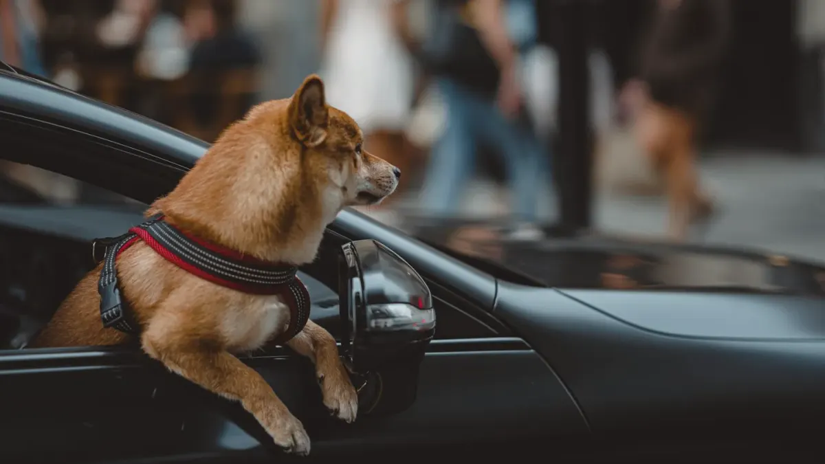 A dog sitting on a car back seat wearing a harness clipped to the seatbelt