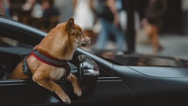 A dog sitting on a car back seat wearing a harness clipped to the seatbelt