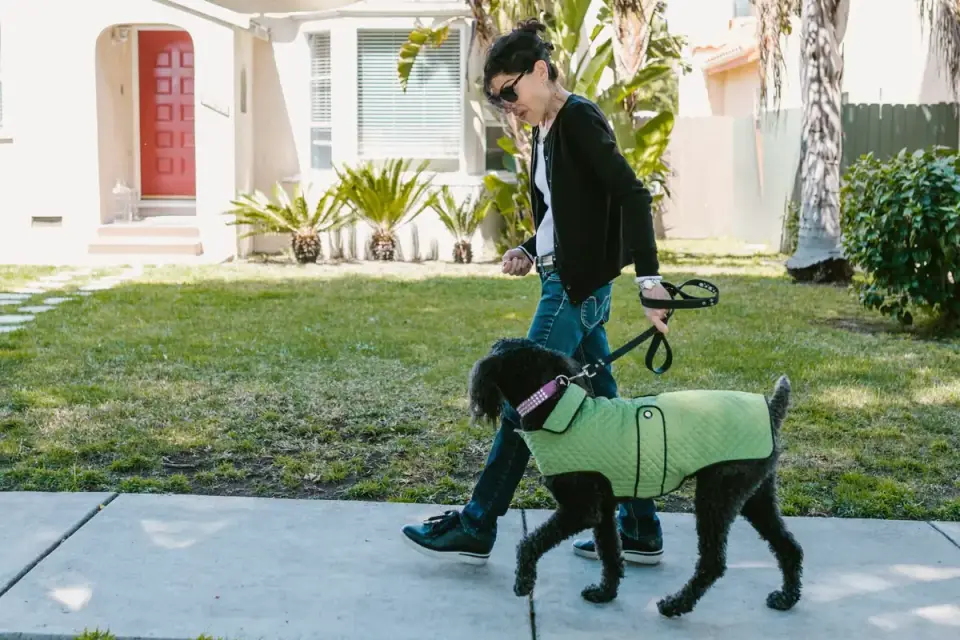 A dog sniffing along a grassy curb during an outdoor walk
