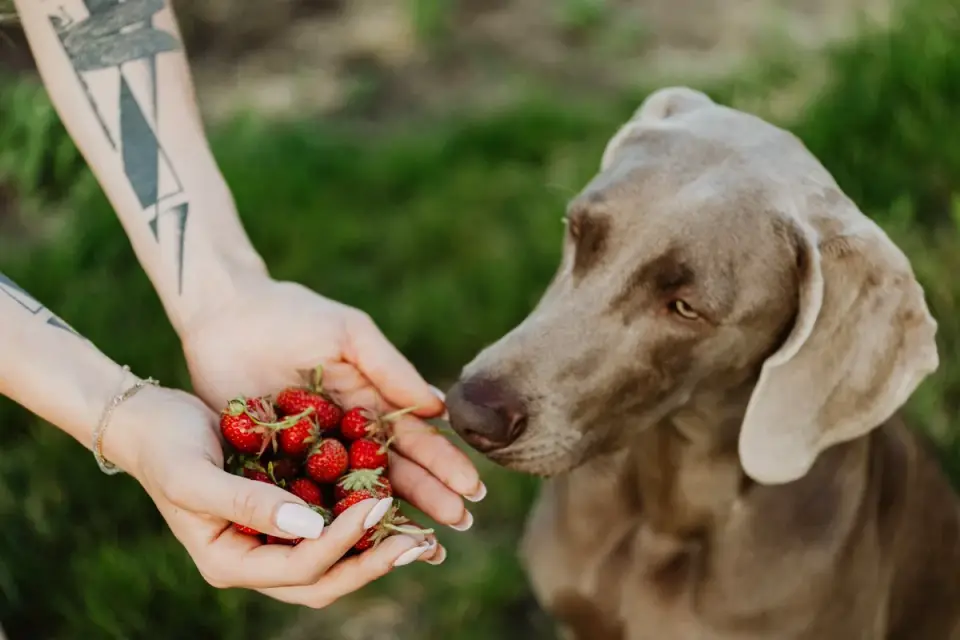 A dog sniffing at food left on a kitchen counter while an owner watches