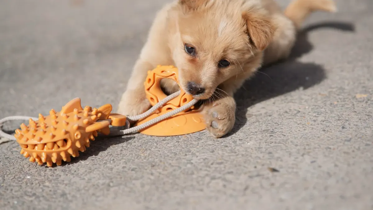 A dog sniffing between a rubber chew toy and a treat-dispensing puzzle toy laid out on the floor