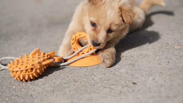 A dog sniffing between a rubber chew toy and a treat-dispensing puzzle toy laid out on the floor