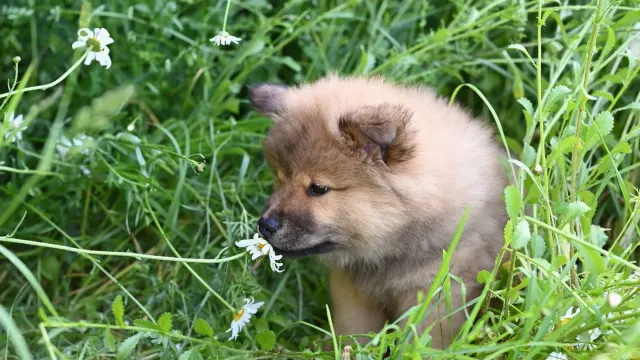 A dog sniffing close to a small brown mushroom growing in a patch of grass