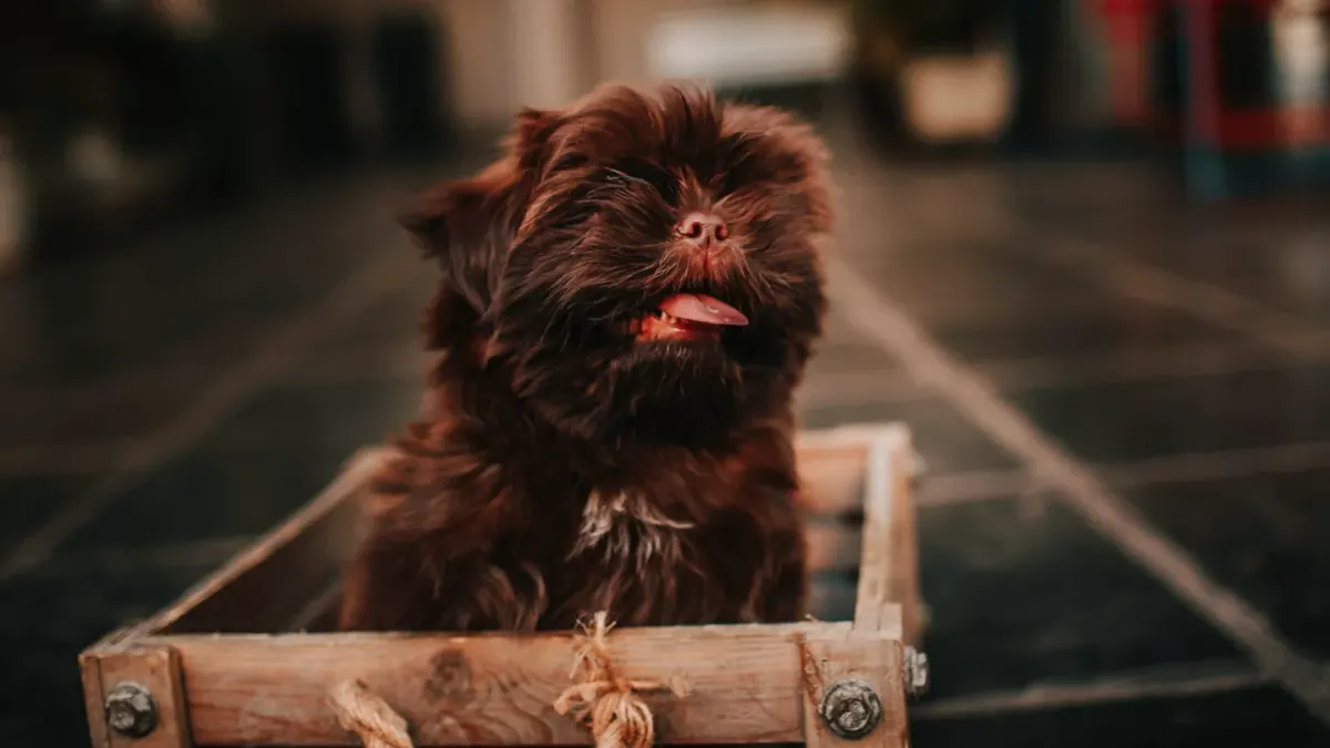 A dog sniffing into a homemade cardboard enrichment puzzle on a kitchen floor