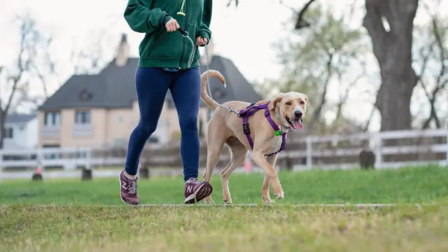 A dog sprinting across an open field while its owner watches from a distance