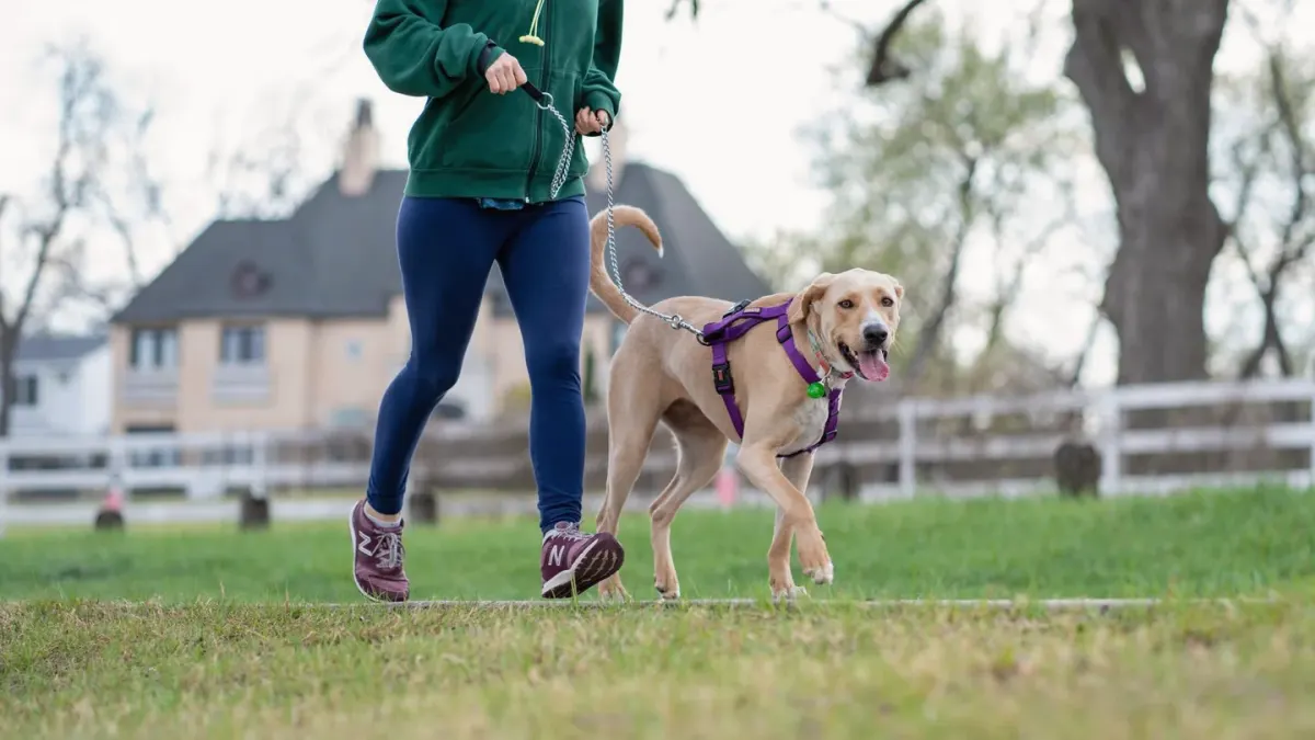 A dog sprinting across an open field while its owner watches from a distance