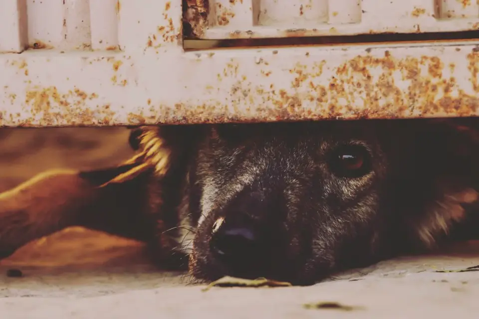 A dog standing behind a baby gate at the doorway of a gated home room