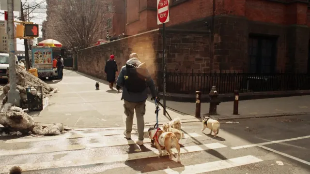 A dog straining forward on a taut leash while another dog passes at a distance