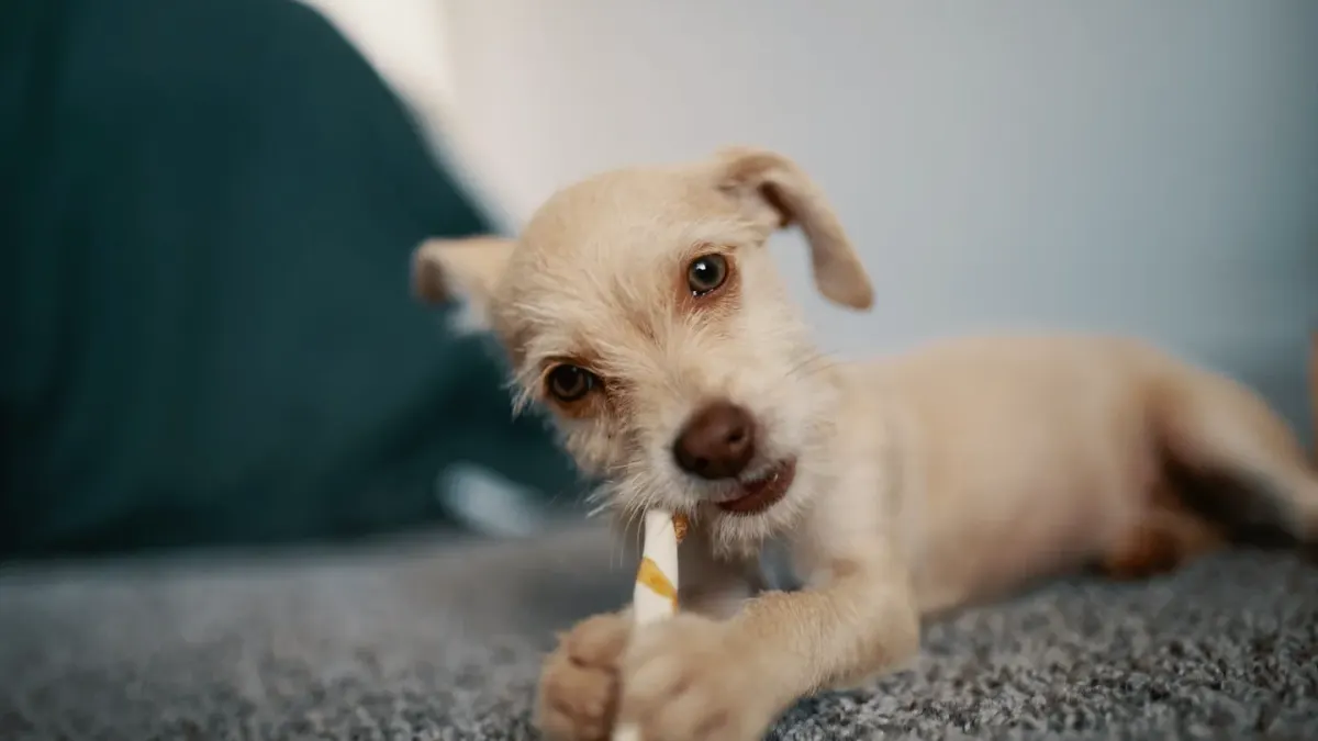 A dog taking a soft chew treat from an owner's hand in a home kitchen