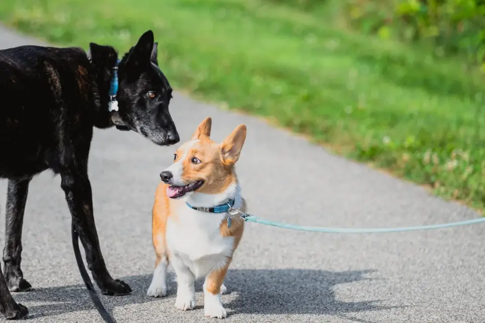 A dog trainer watching two leashed dogs greet each other calmly
