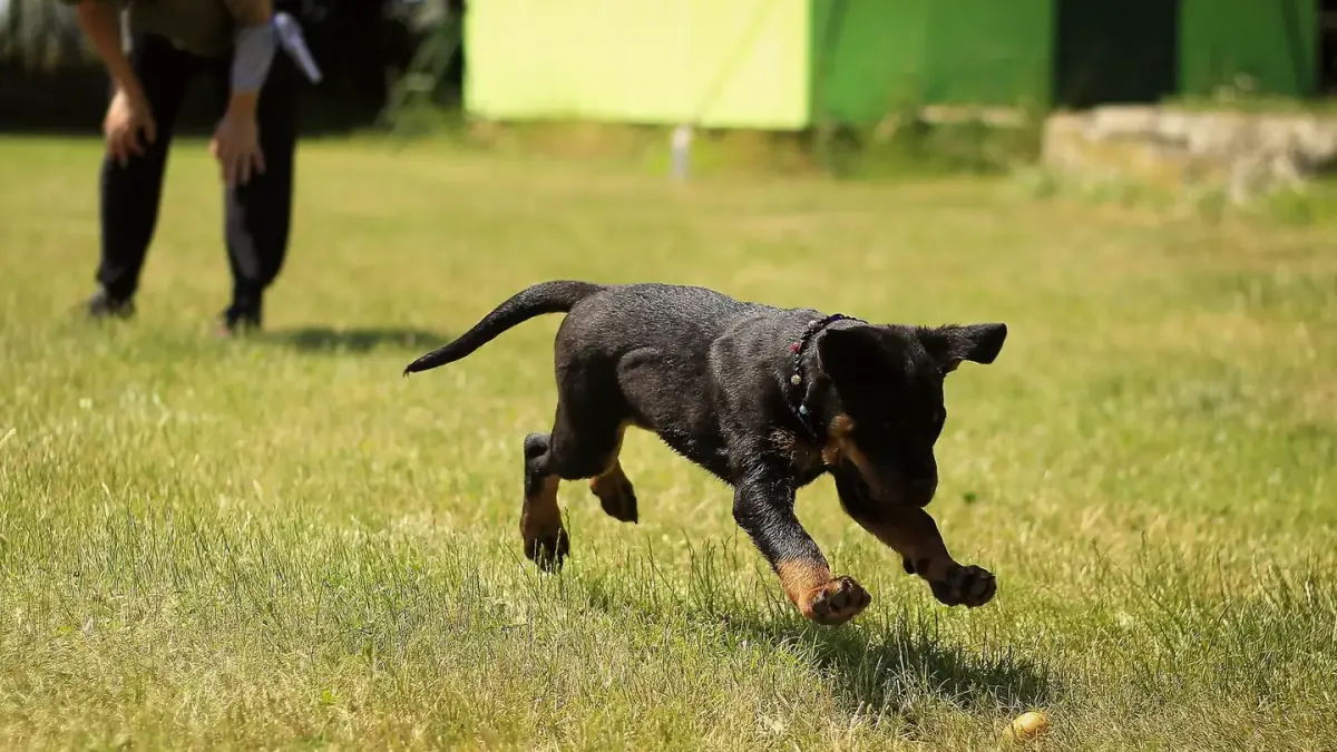 A dog trotting across a grassy field with a long training line trailing behind it
