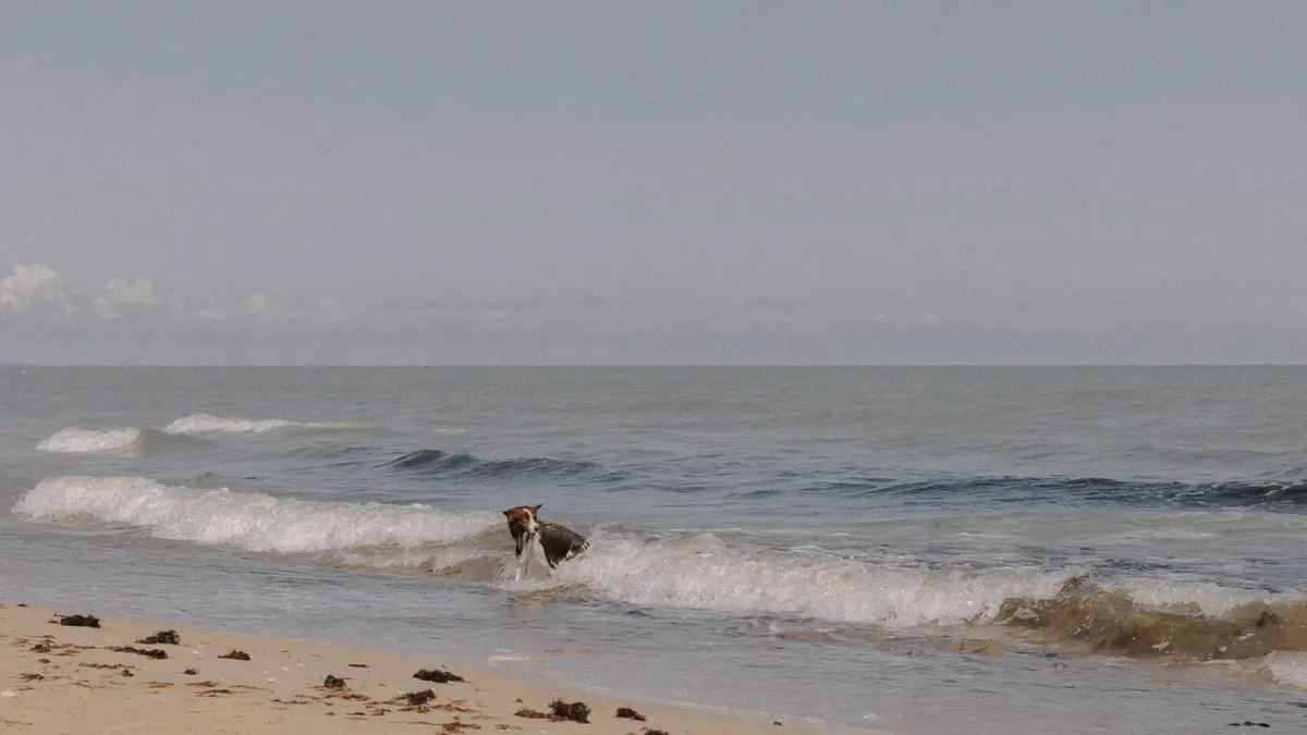 A dog wading through shallow ocean waves on a sandy beach