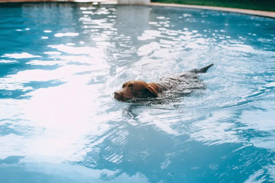 A dog walking up a pool exit ramp after swimming