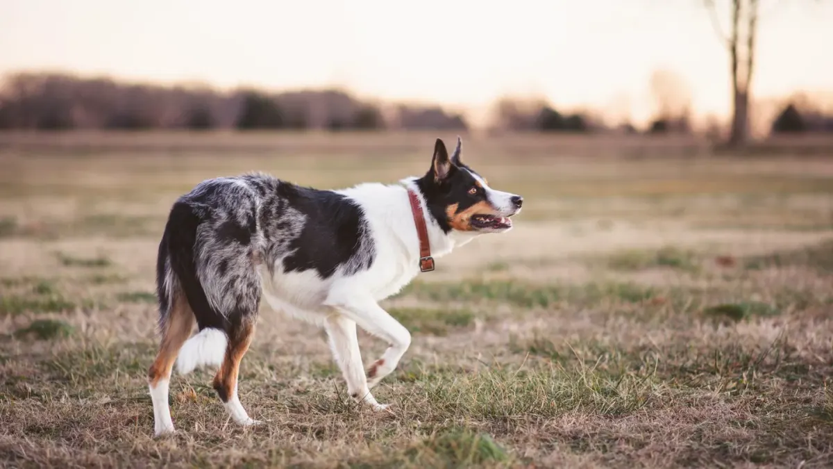 A dog wearing a GPS tracking collar while walking on a wooded trail