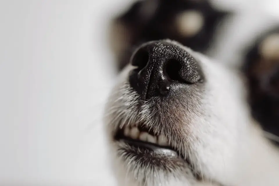 A dog wearing a hard-sided basket muzzle taking a treat through the front slats