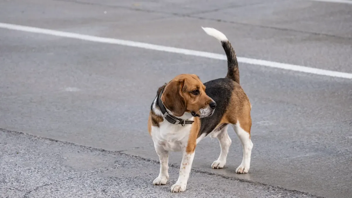 A dog wearing a reflective vest walks beside its owner on a dim sidewalk at dusk