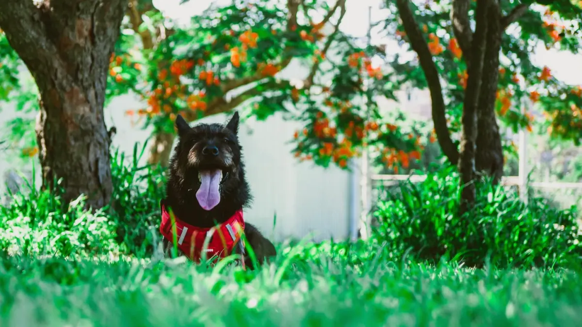 A dog wearing a wet cooling vest resting beside an unused cooling mat in the shade