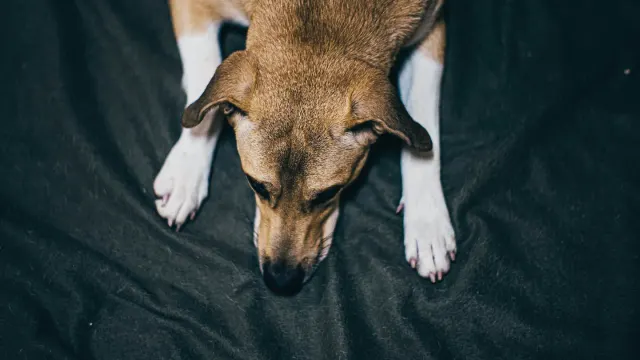 A dog with its nose buried in the fleece strips of a snuffle mat