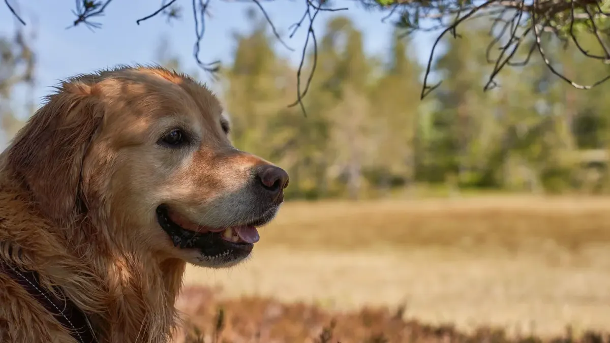 A double-coated golden retriever mid-brush with visible loose undercoat