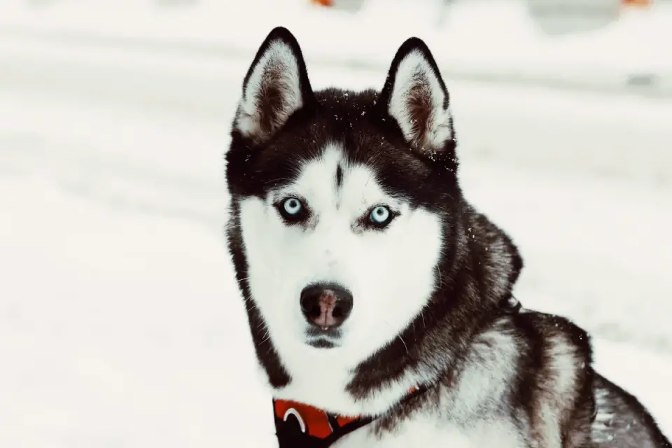 A double-coated Siberian Husky playing in fresh snow with no jacket
