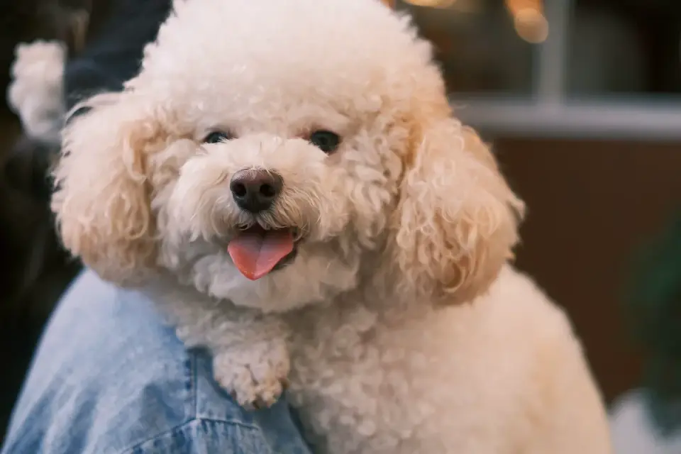A family meeting a Poodle puppy with the breeder