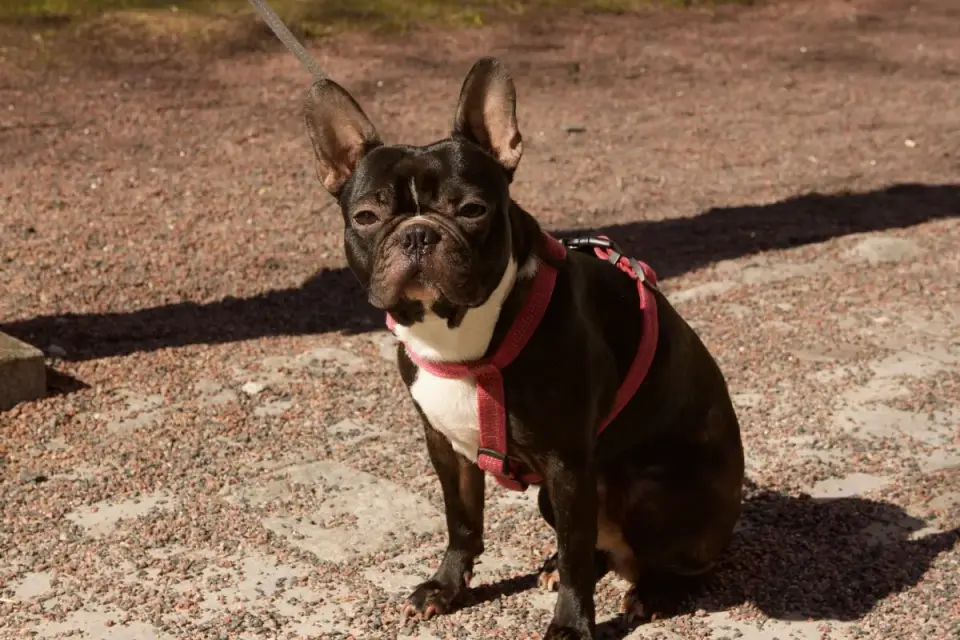 A flat-faced dog panting and resting in shade after light exercise