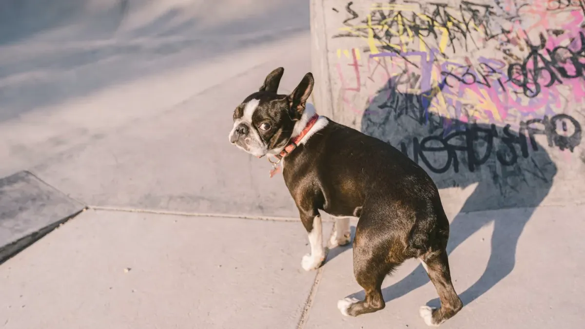 A French Bulldog and a Boston Terrier standing together outdoors on a leash