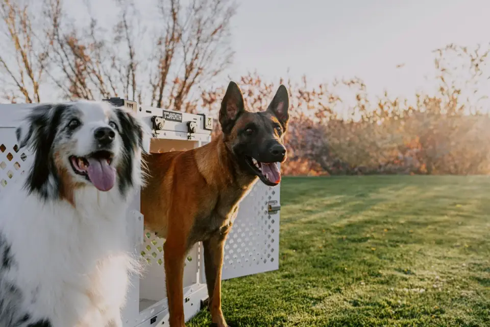 A frozen food-dispensing toy set on a towel inside a dog crate