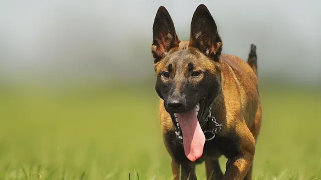 A German Shepherd and a Belgian Malinois standing together in a grassy field