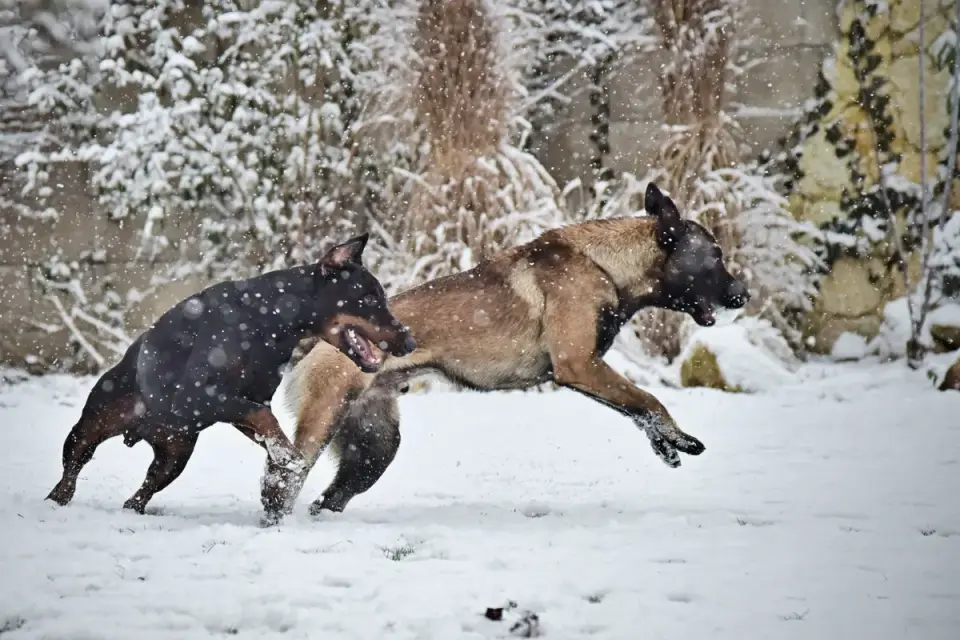 A German Shepherd and a Belgian Malinois standing together in a grassy field