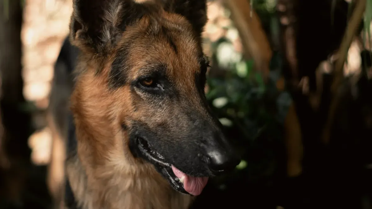 A German Shepherd standing on grass while an owner brushes its double coat with a rake