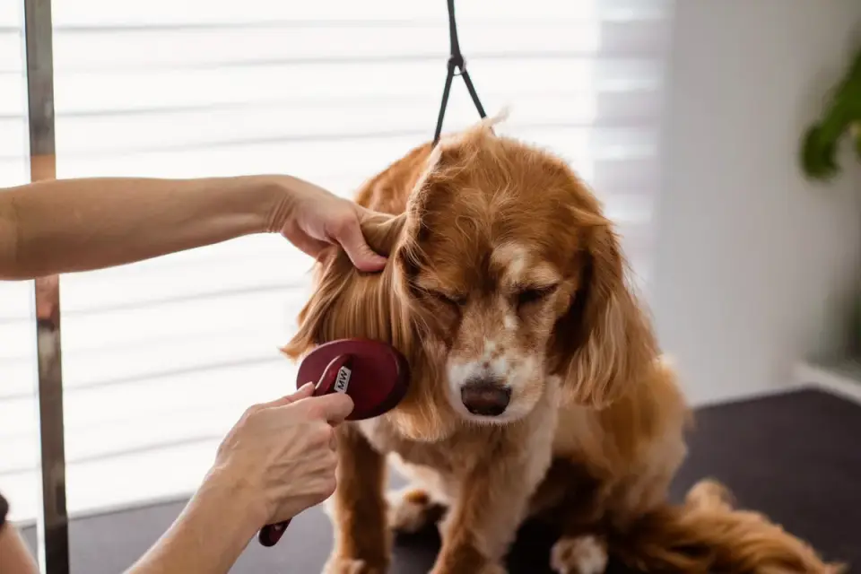 A Golden Retriever being brushed to remove loose undercoat