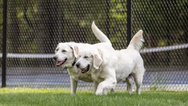 A golden retriever jumping through a backyard sprinkler spray on a sunny lawn