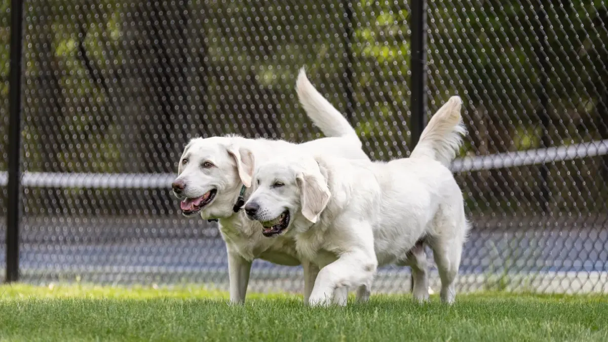 A golden retriever jumping through a backyard sprinkler spray on a sunny lawn