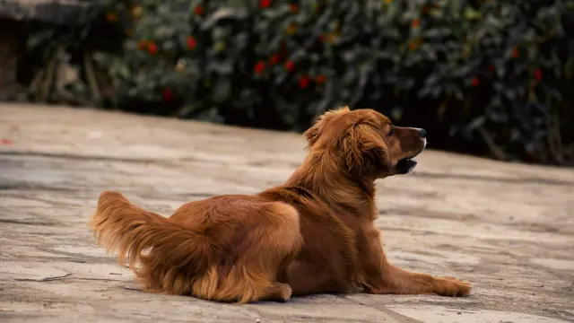 A golden retriever lying calmly under a table at an outdoor cafe patio