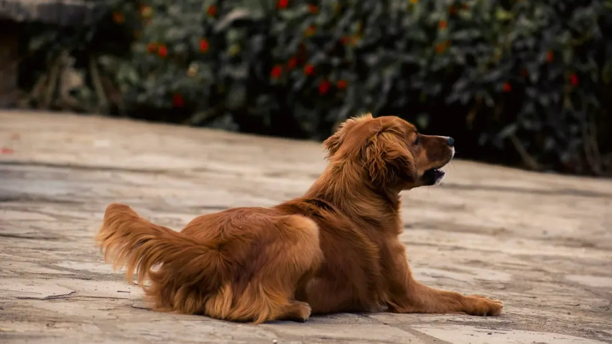 A golden retriever lying calmly under a table at an outdoor cafe patio