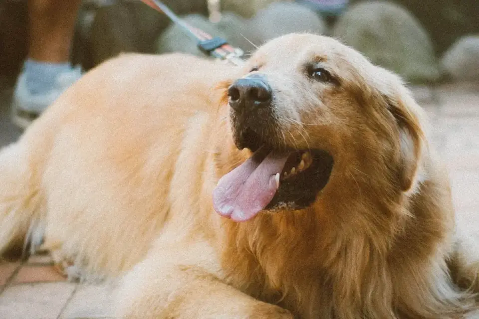 A golden retriever straining ahead on a leash while walking on a sidewalk
