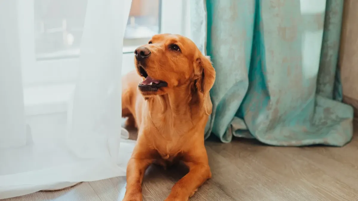 A gray-muzzled senior dog lying near a sunlit window at home