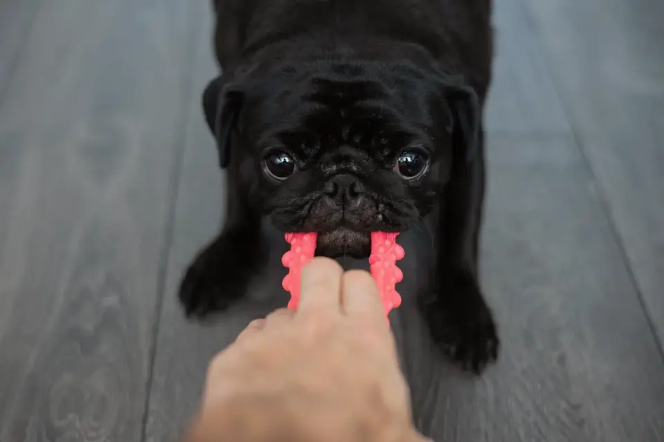 A gray-muzzled senior dog nosing gently at a treat-dispensing puzzle toy