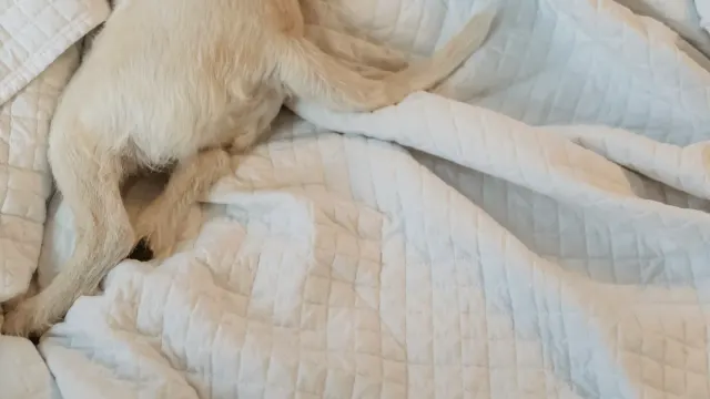 A gray-muzzled senior dog resting on a low orthopedic bed