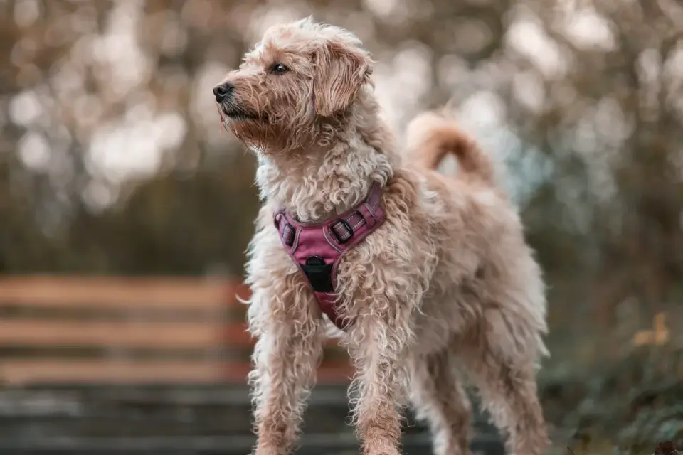 A Great Dane standing outdoors wearing a fitted chest harness