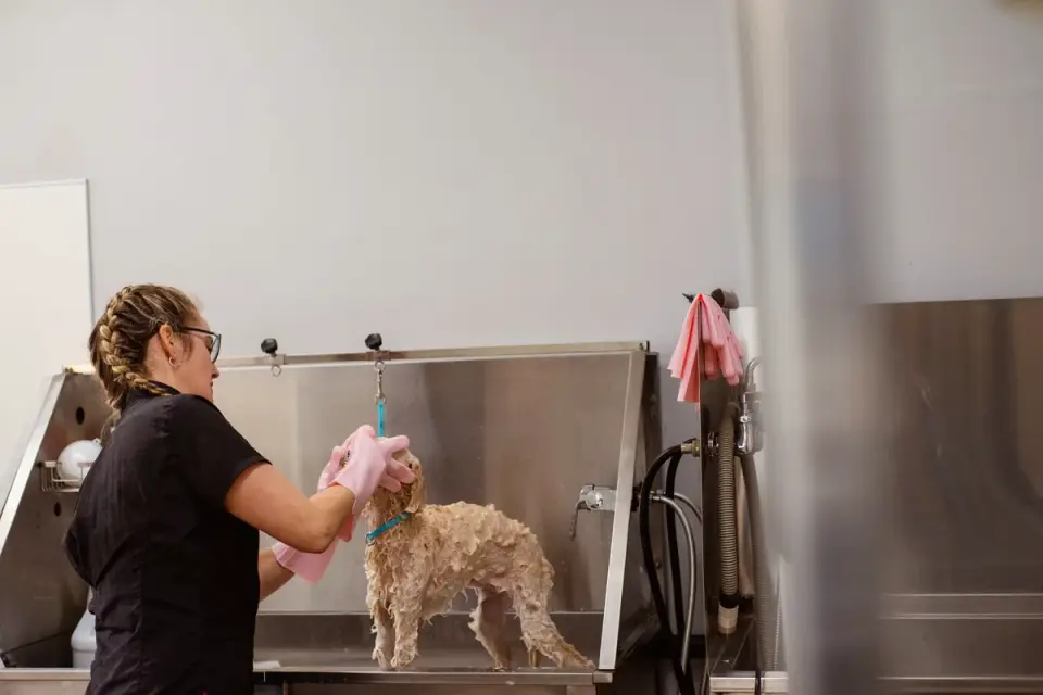A groomer brushing out a curly-coated doodle&#x27;s fur