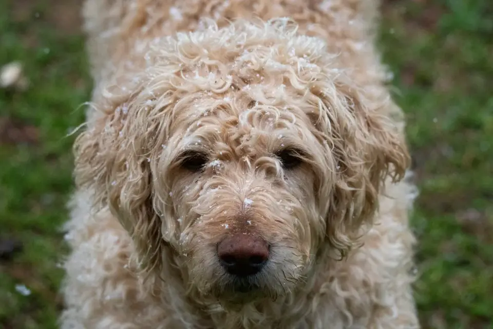 A groomer brushing out a Goldendoodle&#x27;s coat during a grooming session