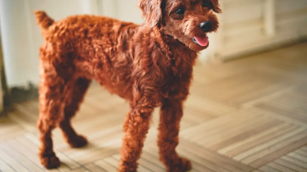 A groomer brushing the curly coat of a poodle-mix dog on a table